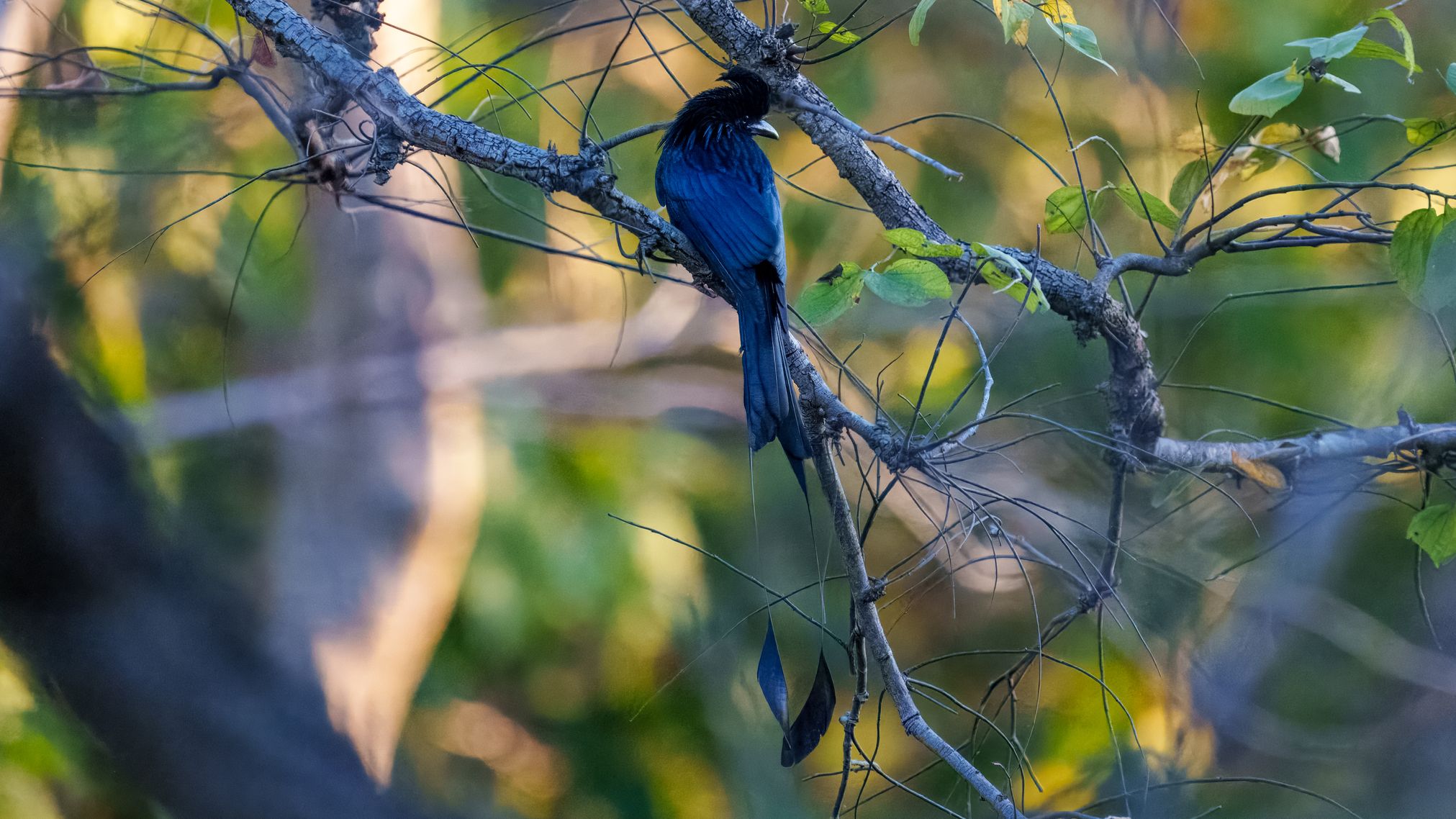 Flaggendrongo, Greater Racket-tailed Drongo, Dicrurus paradiseus